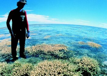 Causato quando l'acqua rimane insolitamente calda per settimane