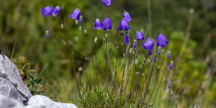 Gruppo di ricerca trova una Campanula mai identificata prima