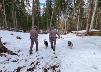 Ordine dei forestali: legalizzare l'uso dello spray