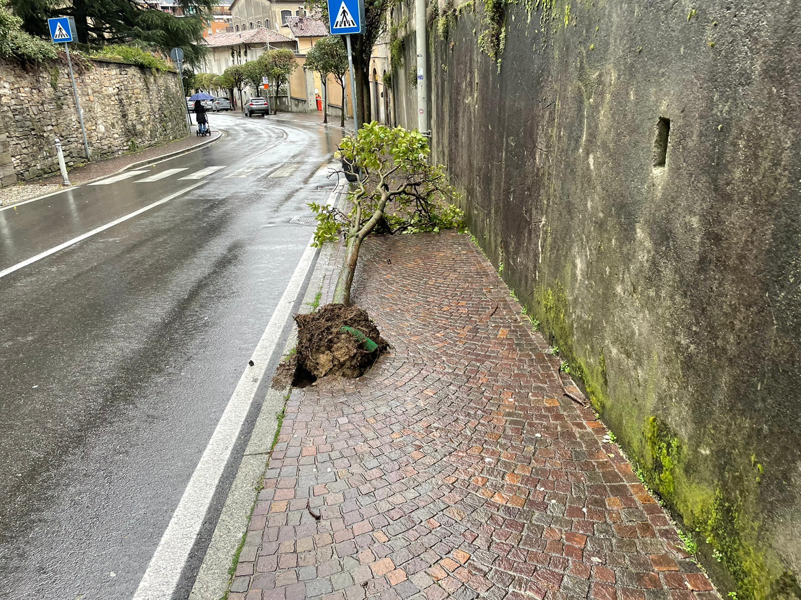 Pioggia incessante: piante cadute e nuove buche sulle strade