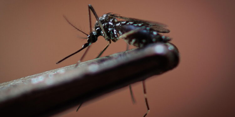 Sintomi simili alla chikungunya
