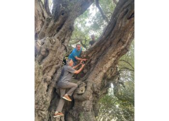 Quasi 14mila voti al 'Patriarca' di 4000 anni in Gallura
