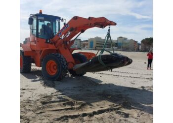 La carcassa è stata trovata sulla spiaggia di Valverde