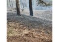 I roghi non danno tregua ai vigili del fuoco