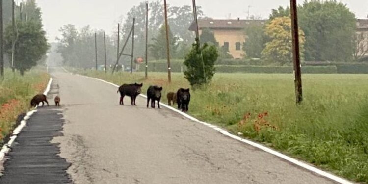 L'assessore: 'Convivere col virus è impensabile