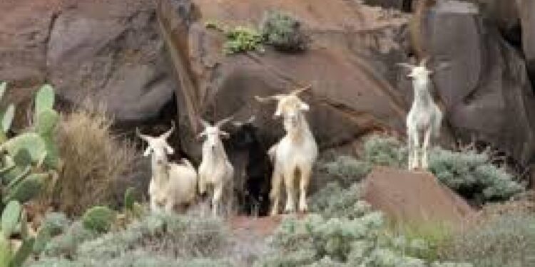 Animalisti si oppongono al piano della Regione siciliana