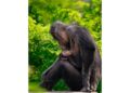 E' il primo 'verus' nato in un giardino zoologico italiano