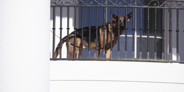 Noem si è vantata di aver sparato al suo perchè aggressivo