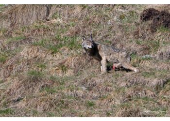 Vittima probabilmente di un atto di bracconaggio