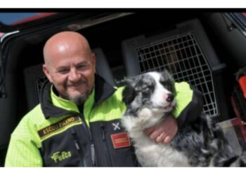 Femmina di border collie