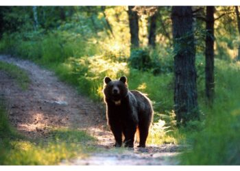 Sono sbucati all'improvviso e poi sono scappati nel bosco