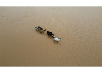 Il Rio Grande do Sul allagato è tra i principali produttori