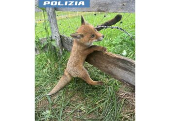 Insolito intervento per la Squadra volante di San Candido