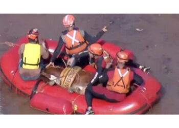 L'animale raggiunto dai soccorritori a Porto Alegre dopo 100 ore