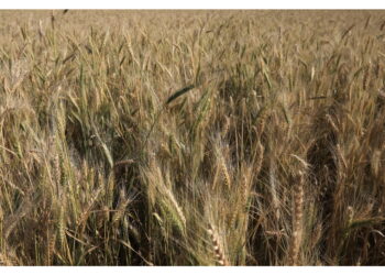 Dal 1° luglio misure anche sui prodotti agricoli da Bielorussia