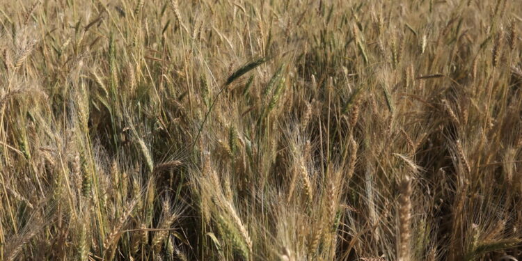 Dal 1° luglio misure anche sui prodotti agricoli da Bielorussia
