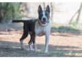 Quadrupede di razza Amstaff trasferito in canile in osservazione