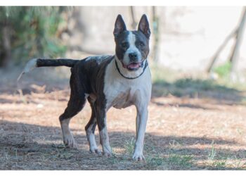 Quadrupede di razza Amstaff trasferito in canile in osservazione
