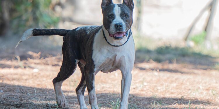 Quadrupede di razza Amstaff trasferito in canile in osservazione