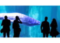 I due beluga trasferiti dal Delfinario ucraino all'Oceanografic