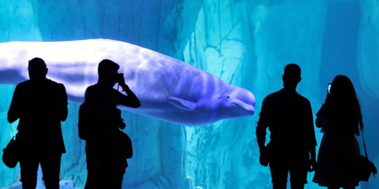 I due beluga trasferiti dal Delfinario ucraino all'Oceanografic