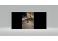 È solo l'ultimo di una serie di avvistamenti nei centri abitati