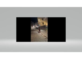 È solo l'ultimo di una serie di avvistamenti nei centri abitati