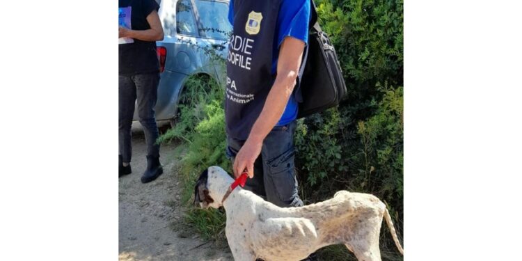 La cagnolina salvata dalle guardie zoofile dell'Oipa a Oristano
