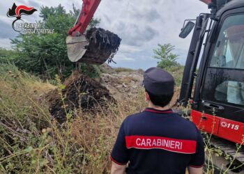 Sequestata dai CC Forestali un'area di circa 4000 metri quadrati