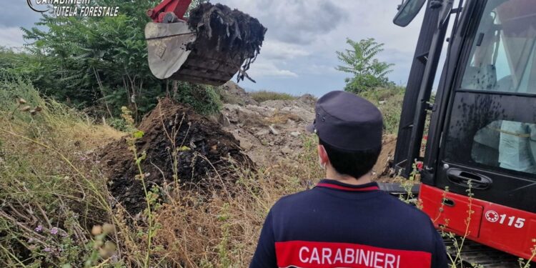 Sequestata dai CC Forestali un'area di circa 4000 metri quadrati