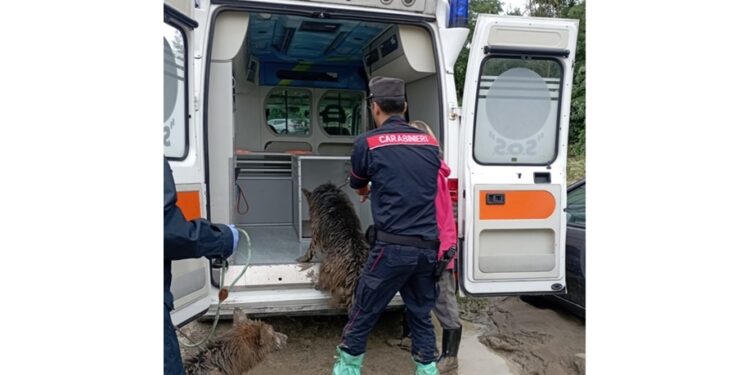 Soccorsi dai carabinieri forestali Parma