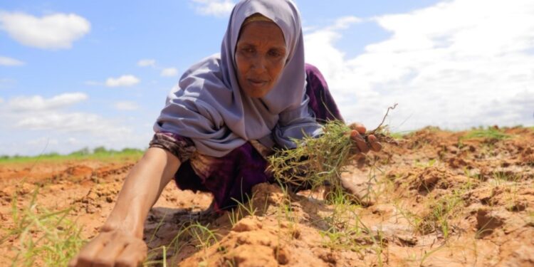 Per garantire aiuti a rifugiati e sfollati nel Corno d'Africa