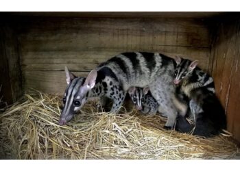 Nell'ambito di un un programma per l'animale in via d'estinzione