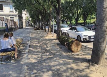 Piante abbattute e poi recuperate contro il parcheggio selvaggio