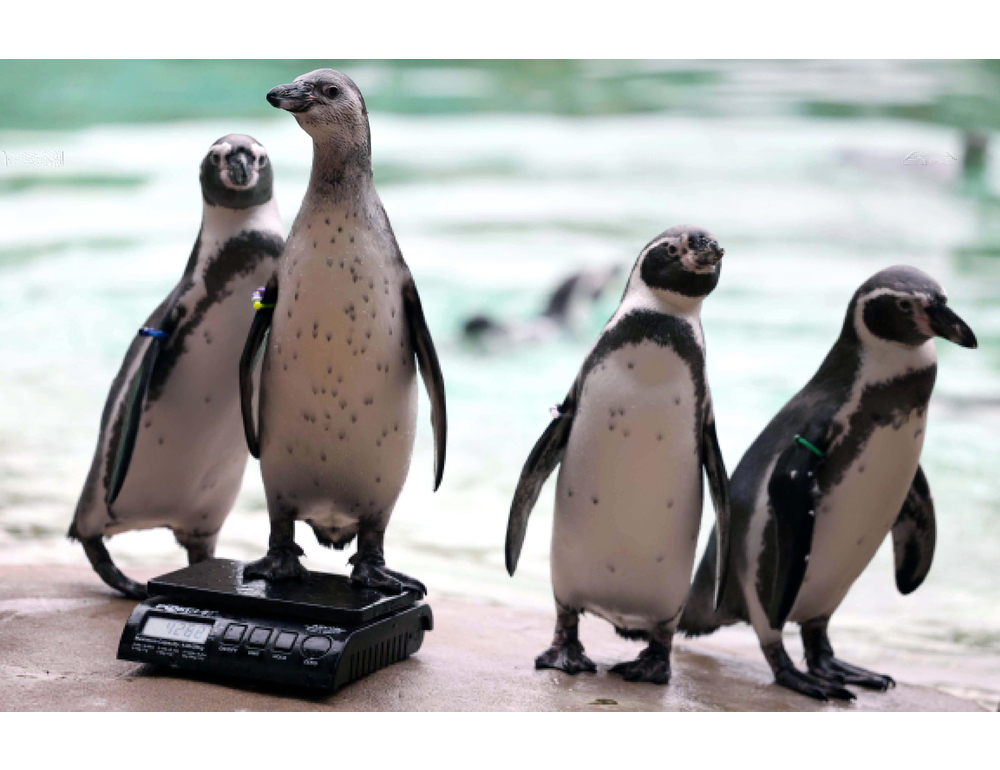 Numero superiore del 300% rispetto allo scorso anno