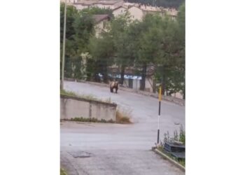 A Pescocostanzo in azione guardiaparco e cc forestali