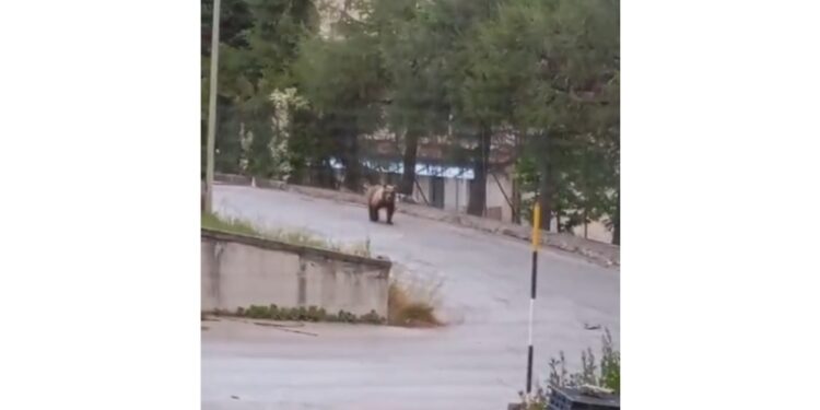 A Pescocostanzo in azione guardiaparco e cc forestali