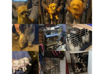 Sequestrati 25 cani legati o nelle gabbie