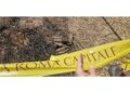 A rischio platani Via Dandolo e V.le Glorioso.'Potature assurde'