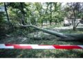 Prosegue intanto messa in sicurezza di alberi
