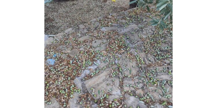 Grossa grandine ha praticamente distrutto il raccolto di olive