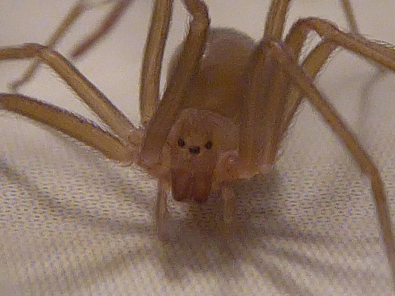 Ragno violino, l’esperto: “La diffusione in aumento nel territorio lariano”