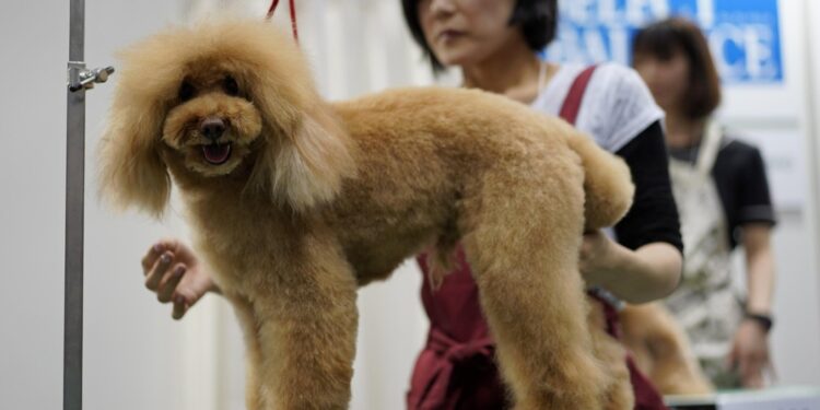 Grazie alle cure e la sana alimentazione degli animali domestici