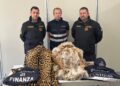 Contrabbando di pellicce di animali in via d’estinzione
