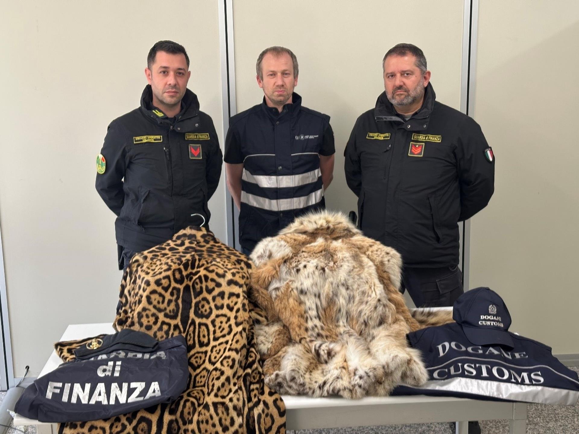 Contrabbando di pellicce di animali in via d’estinzione. Denunciato 39enne al confine tra Como e la Svizzera