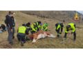Operazione in quota in Friuli con vigili del fuoco e veterinari