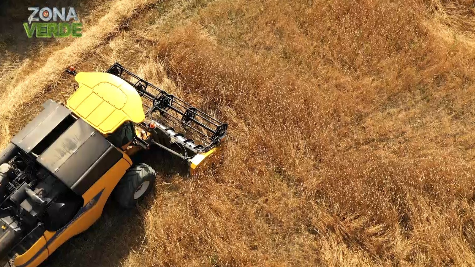 Zonaverde, nuova serie: puntata dedicata al grano antico Senatore Cappelli