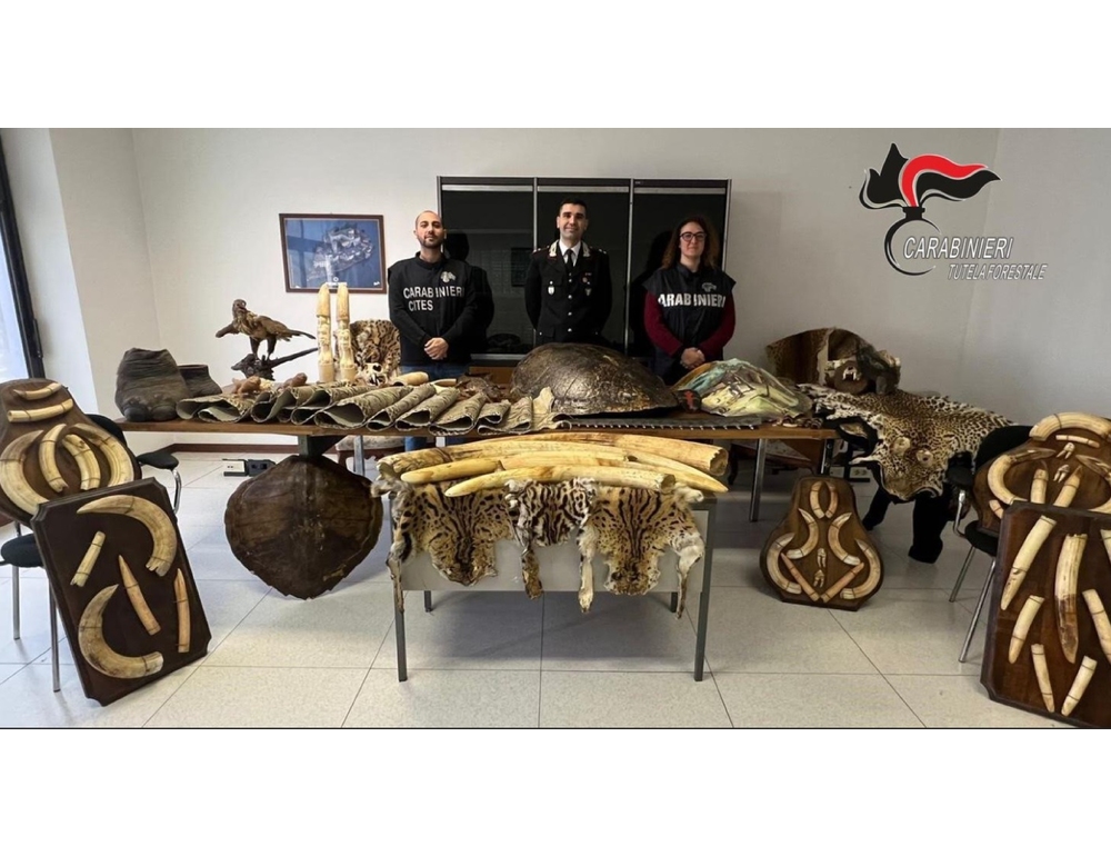 A Biella sequestrati reperti di animali protetti, zanne e pelli