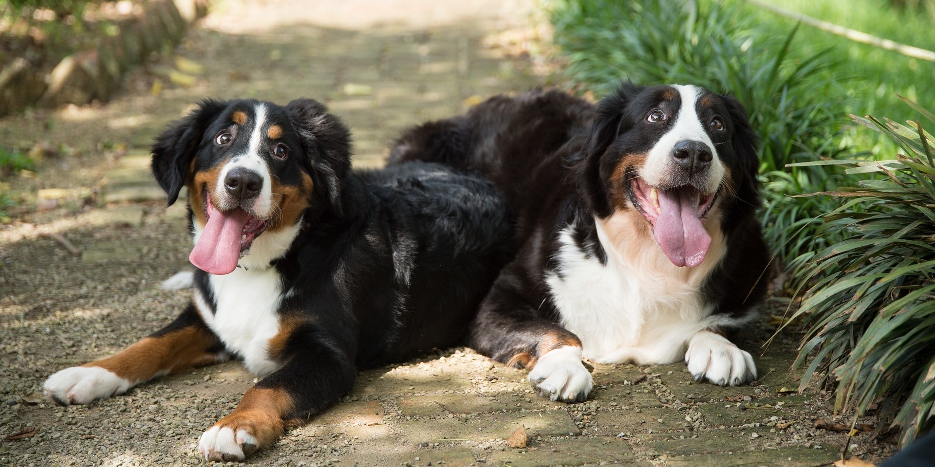 Petardi e fuochi artificiali, il decalogo per proteggere gli animali