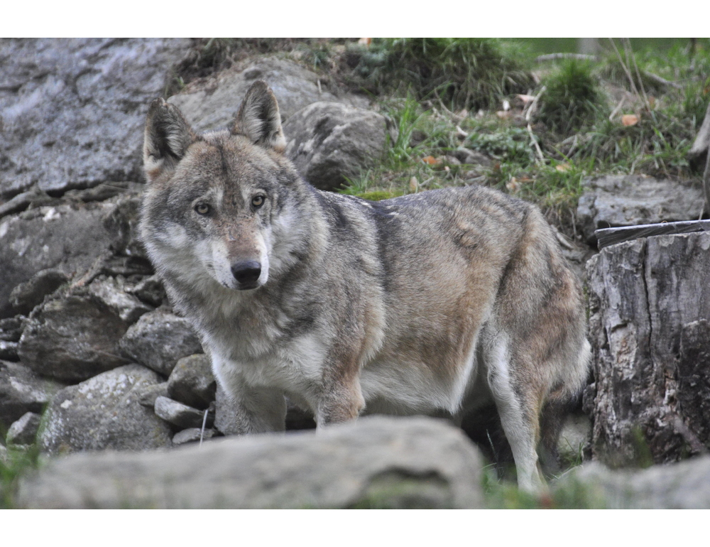 La Svezia apre la caccia al lupo, punta a dimezzarne popolazione